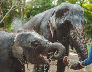 Eléphants d'Asie, Thaïlande